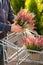 Man gardener shopping in garden center, buying calluna flower