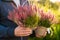 Man gardener shopping in garden center, buying calluna flower