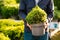 Man gardener shopping in garden center, buying Dwarf Conifer plants in pot