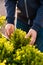 Man gardener shopping in garden center, buying Dwarf Conifer plants in pot