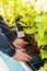 man gardener shopping in garden center, buying hydrangea flower