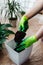 Man gardener transplanting houseplant Spathiphyllum, pours the earth into a pot. Home gardening concept
