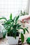 Man gardener transplanting houseplant Spathiphyllum. Watering flower from a spray bottle. Home gardening concept