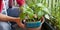 Man gardener transplanting young chili pepper plants to bigger pots - gardening activity on the sunny balcony