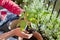 Man gardener transplanting young chili pepper plants to bigger pots - gardening activity on the sunny balcony