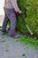 Man gardener trims the lawn shrub with benzino-pole