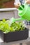 Man gardener watering vegetable garden in container on balcony