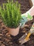 Man at gardening, planting rosemary