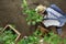 Man gardening work in the vegetable garden place a plant in the ground so that it can grow, top view