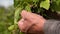 Man gathering black currant