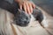 A man gently strokes a gray domestic cute cat that is lying on a soft beige bed