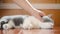 Man gently stroking lovely british shorthair cats head