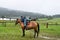 Man getting on a horse on a foggy day, mountain view in the background