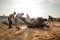 A man gives bath to its camel at pushkar camel festival