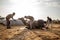 A man gives bath to its camel at pushkar camel festival