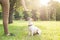 A man gives commands to a breed dog jack russel terrier which sits on the green grass