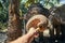 Man giving bananas to an Asian elephant at a sanctuary