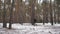 Man goes into the forest. A man walks from right to left in the winter forest