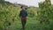 Man going vineyard rows looking grape bushes on harvesting. Farmer inspecting