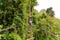 man going on zipline adventure through the forest in Lao