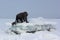 The man in a gray cap moving along the ice block on the river