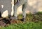 Man in green clothes digs with a spade at the back of the barn. turns the soil to kill weeds. He has heavy leather boots. a soldie