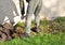 Man in green clothes digs with a spade at the back of the barn. turns the soil to kill weeds. He has heavy leather boots. a soldie