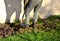 Man in green clothes digs with a spade at the back of the barn. turns the soil to kill weeds. He has heavy leather boots. a soldie