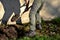 Man in green clothes digs with a spade at the back of the barn. turns the soil to kill weeds. He has heavy leather boots. a soldie