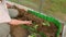 A man in a greenhouse planting young seedlings of pepper close-up.