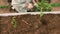 A man in a greenhouse planting young seedlings of tomatoes on a bed with humus.