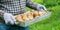 Man in grey gloves carries metal container with potatoes