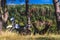 Man in a hammock on pine forest mountain, outdoor traveler relax, enduro off road motorcycle