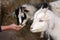 Man hand feed two kid Goats food