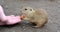 Man hand is feeding cute ground squirrel