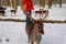 Man is hand feeding fallow deer in garden of medieval Castle Blatna  Beautiful deer with branched horns  forest in winter sunny