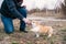 A man hand feeds a playful Pembroke Welsh Corgi puppy. Closeup photo