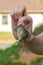 Man hand hanging and showing caught field or house mouse