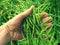 Man hand hold oilseed crop in front. Fresh green beans.