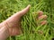 Man hand hold oilseed crop in front. Fresh green beans.