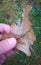 Man hand holding a autumn oak leaf covered with ice. Close up view of a oak freeze leaf