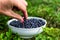 Man hand holding blueberry above white bowl in forest