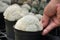 man hand holding cactus in pot, gardener take care of cacti in nursery