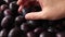 Man hand holding and checks the quality of plum