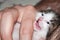 Man hand holding cute meowing newborn kitten at home