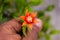 man hand holding a fully bloomed pomegranate flower on small pomegranate plant with blur background