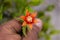 Man hand holding a fully bloomed pomegranate flower on small pomegranate plant with blur background macro photography