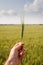 Man hand holding a grain plant selective focus