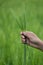 Man hand holding a green wheat spikes in the wheat field.