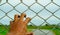 Man hand holding metal chain link fence. Refugee and immigrant concept. Life and freedom. Anguish, gloom, and persecution feeling